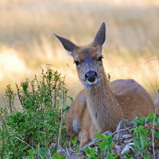 Telegraph Cove - Mule deer